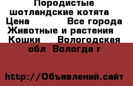 Породистые шотландские котята. › Цена ­ 5 000 - Все города Животные и растения » Кошки   . Вологодская обл.,Вологда г.